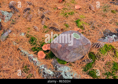 Rock Aufschlüsse und Kiefer Stroh, Killarney Provincial Park, Ontario, Kanada Stockfoto