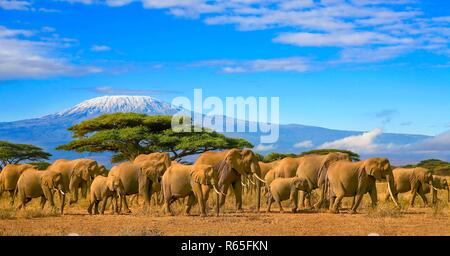 Herde von afrikanischen Elefanten auf Safari Reise nach Kenia mit einer schneebedeckten Kilimanjaro Mountain in Tansania im Hintergrund, unter einem bewölkten Himmel. Stockfoto