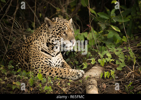 Jaguar von Log im dichten Unterholz liegend Stockfoto