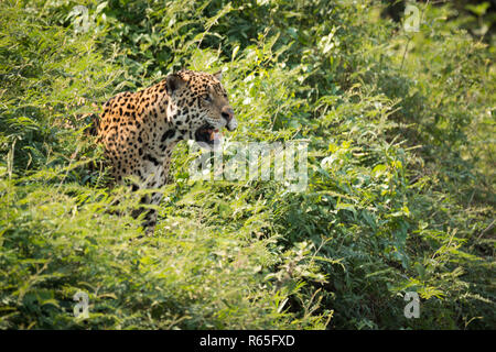 Jaguar starrt aus Büschen bei Sonnenschein Stockfoto