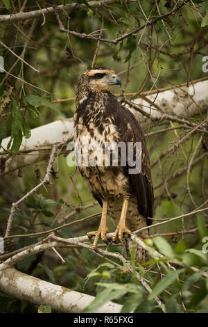 Juvenile Savanne Hawk auf Ast nach rechts Stockfoto