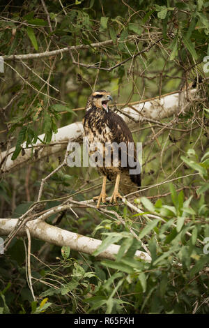 Juvenile Savanne Hawk machen Bereitschaftsdienst branch Stockfoto