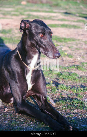 Purebreed junger Spanischer Windhund auch in Spanien als Galgo genannt Stockfoto
