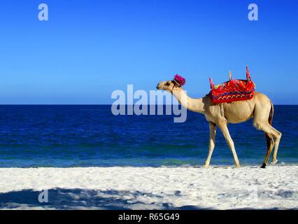 Ein Kamel am weißen Sandstrand nördlich von Mombasa Afrika mit dem Indischen Ozean im Hintergrund. Stockfoto