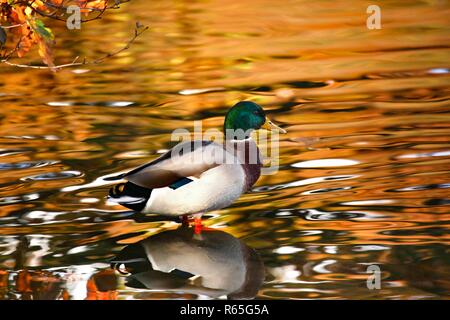 Stockente Männliche Ente mit einem glitzernden goldenen See Hintergrund auf Linacer Reservoir in Derbyshire in England. Stockfoto