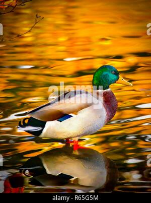 Stockente Männliche Ente mit einem glitzernden goldenen See Hintergrund auf Linacer Reservoir in Derbyshire in England. Stockfoto