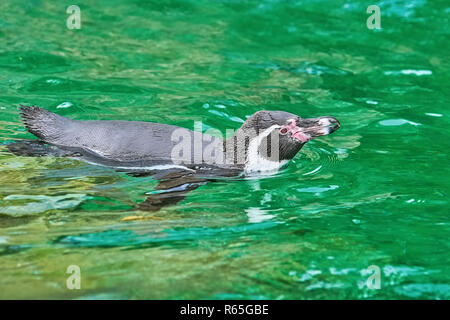 Magellanic Penguin (Spheniscus Magellanicus) Stockfoto
