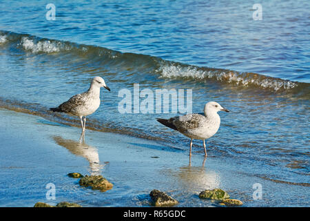 Subadult europäischen Silbermöwen Stockfoto