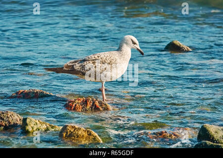 Subadult europäischen Silbermöwen Stockfoto