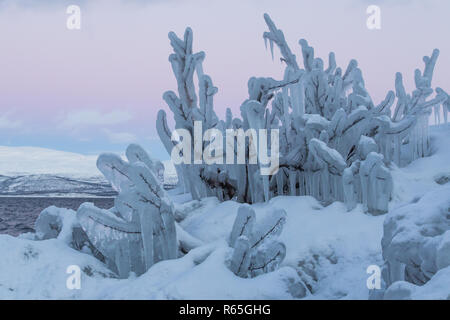 Gefrohrene Pflanzen in der Abisko Nationalpark in Schweden Stockfoto