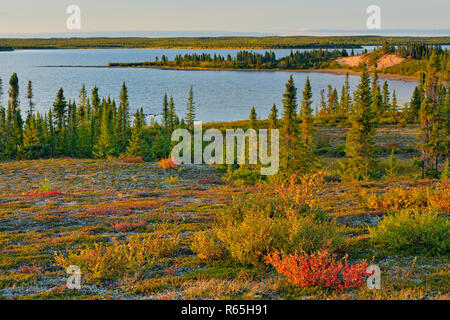 Treeless Herbst Landschaft in der Nähe von Ennadai Lake, Ennadai Lake Arktis Haven Lodge, Territorium Nunavut, Kanada Stockfoto