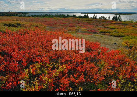 Tundra Pflanzen mit Herbst Farbe entlang der Ufer des Ennadai Lake, Arktis Haven Lodge, Ennadai Lake, Territorium Nunavut, Kanada Stockfoto