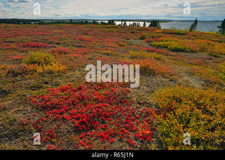 Tundra Pflanzen mit Herbst Farbe entlang der Ufer des Ennadai Lake Stockfoto