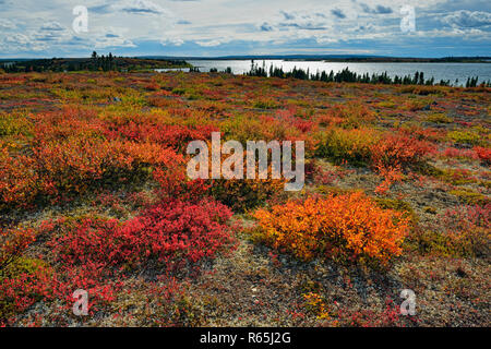 Tundra Pflanzen mit Herbst Farbe entlang der Ufer des Ennadai Lake, Arktis Haven Lodge, Ennadai Lake, Territorium Nunavut, Kanada Stockfoto