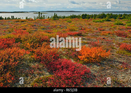 Tundra Pflanzen mit Herbst Farbe entlang der Ufer des Ennadai Lake, Arktis Haven Lodge, Ennadai Lake, Territorium Nunavut, Kanada Stockfoto