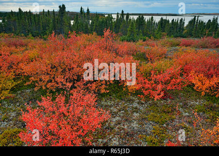 Tundra Pflanzen mit Herbst Farbe entlang der Ufer des Ennadai Lake Stockfoto