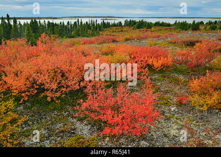 Tundra Pflanzen mit Herbst Farbe entlang der Ufer des Ennadai Lake, Arktis Haven Lodge, Ennadai Lake, Territorium Nunavut, Kanada Stockfoto