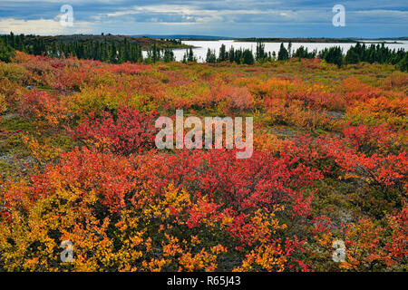 Tundra Pflanzen mit Herbst Farbe entlang der Ufer des Ennadai Lake, Ennadai Lake, Territorium Nunavut, Kanada Stockfoto