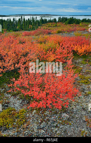 Tundra Pflanzen mit Herbst Farbe entlang der Ufer des Ennadai Lake, Ennadai Lake, Territorium Nunavut, Kanada Stockfoto