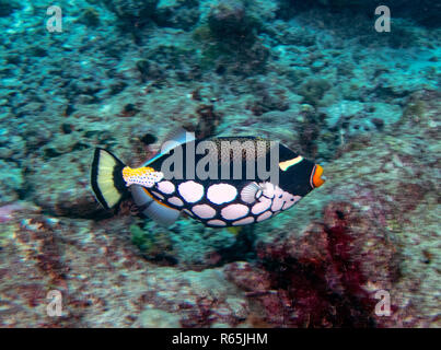 Ein Clown Drückerfisch (Balistoides conspicillum) im Indischen Ozean Stockfoto