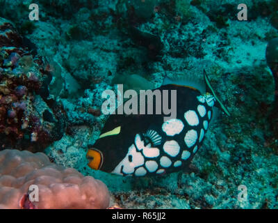 Ein Clown Drückerfisch (Balistoides conspicillum) im Indischen Ozean Stockfoto