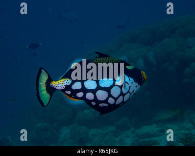 Ein Clown Drückerfisch (Balistoides conspicillum) im Indischen Ozean Stockfoto