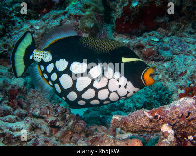 Ein Clown Drückerfisch (Balistoides conspicillum) im Indischen Ozean Stockfoto