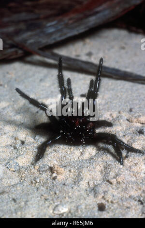 SYDNEY FUNNEL WEB SPIDER (ATRAX ROBUSTUS) IN EINER WARNUNG HALTUNG Stockfoto