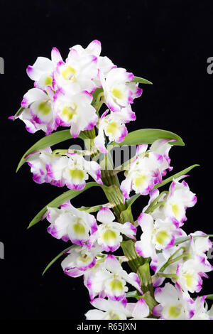 Dendrobium Orchideen Hybriden. Isoliert auf schwarz Stockfoto