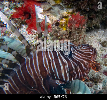 Eine gemeinsame Rotfeuerfische (Pterois volitans) im Indischen Ozean Stockfoto