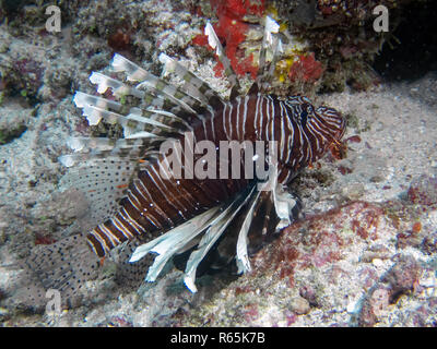 Eine gemeinsame Rotfeuerfische (Pterois volitans) im Indischen Ozean Stockfoto