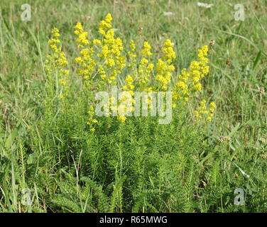 Reales Labor Kraut Stockfoto