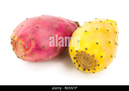 Rot Gelb kaktusfeige oder Opuntia auf weißem Hintergrund Stockfoto