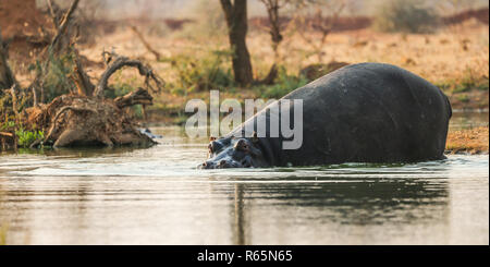 Flusspferd oder nilpferd (Hippopotamus amphibius) Eintritt in das Wasser an einem Wasserloch oder Wasserloch während auf Safari in Namibia Stockfoto