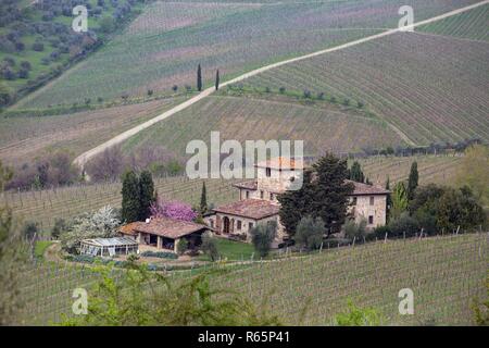 Typische Tuscanian Landschaft - ein Blick auf eine Villa auf einem Hügel, Zypressen Allee und ein Tal mit Weinbergen in der Provinz Siena. Toskana, Italien Stockfoto