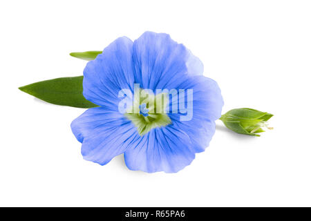 Flachs blaue Blüten Nahaufnahme auf weißem Hintergrund. Stockfoto