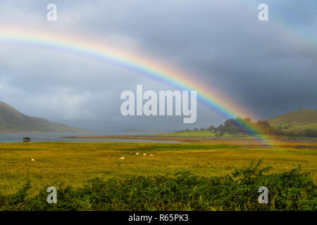 Bunte Regenbogen über frische Weide mit Schafen auf der Insel Skye in Schottland Stockfoto