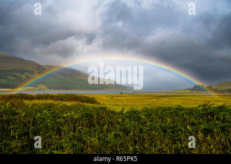 Bunte Regenbogen über frische Weide mit Schafen auf der Insel Skye in Schottland Stockfoto