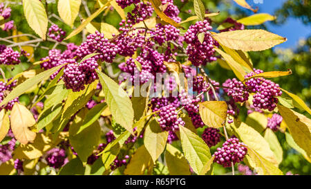 Beautyberry bush Detail Stockfoto