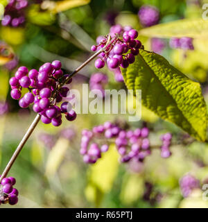 Beautyberry bush Detail Stockfoto
