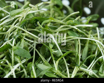 Nahaufnahme von gewaschen Bockshornklee (Trigonella foenum-Graecum) Triebe und Blätter im Sieb ablassen Stockfoto