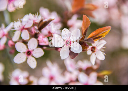 Frühling Kirschblüten auf einem Zweig rosa Blüten, auf grüner natürliche oder Himmel Hintergrund Stockfoto