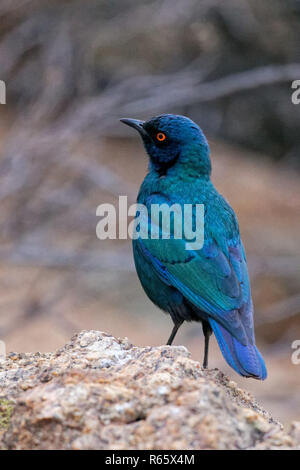 Kap starling Stockfoto