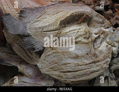 Getrocknete Fische auf einem lokalen Markt angezeigt Stockfoto