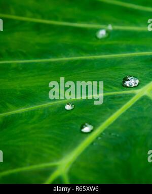 Blatt und Wassertropfen Makro Nahaufnahme Struktur des Blattes und der verschiedenen Schattierungen von Grün. Stockfoto