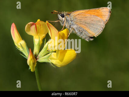 Brown-headed thumbelus thymelicus Lineola Stockfoto