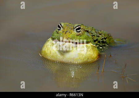 Afrikanische Riese Bullfrog Stockfoto