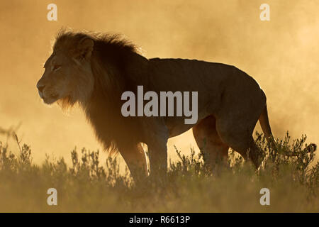 Afrikanischer Löwe bei Sonnenaufgang Stockfoto