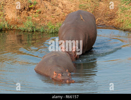 Nilpferd in Wasser Stockfoto