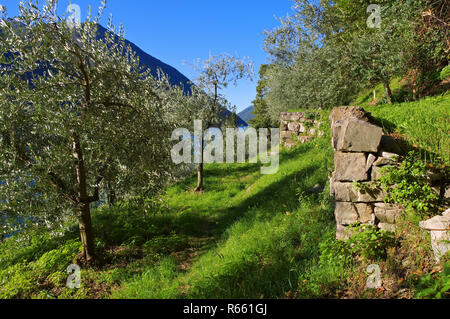 Gandria Olive Wanderweg am Luganer See, Schweiz - gandria Sentiero dell'Olivo am Luganer See, Schweiz Stockfoto